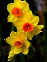 NARCISO